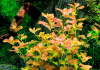 Людвигия овальная (Ludwigia ovalis)
