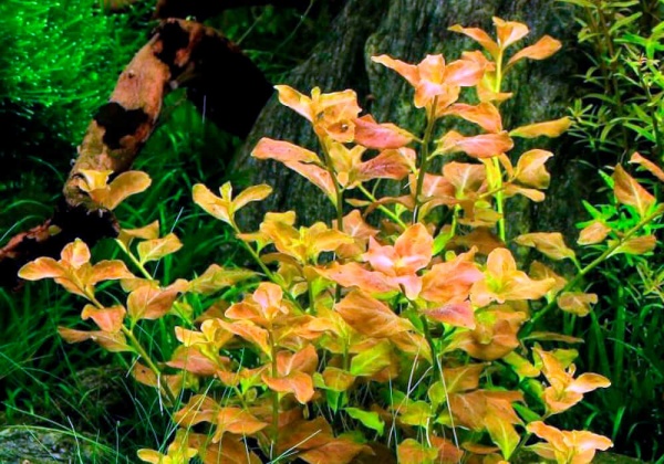 Людвигия овальная (Ludwigia ovalis)