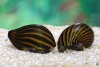 Улитка Неретина Зебра (Neritina natalensis)