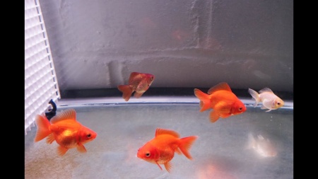 Риукин красный короткохвостый (Goldfish Ryukin red short tail)