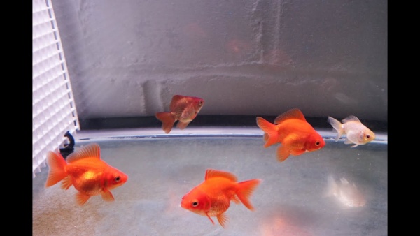 Риукин красный короткохвостый (Goldfish Ryukin red short tail)