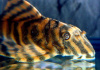 Пеколтия Рио Токантис L080 сом (Peckoltia sp. L080) 3,8 см 