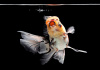 Оранда ситцевая  (Goldfish Oranda calico)