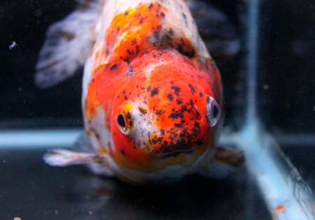 Риукин ситцевый короткохвостый (Goldfish Ryukin short tail calico)