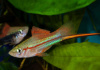 Меченосец Геллера неоновый (Xiphophorus helleri Neon)