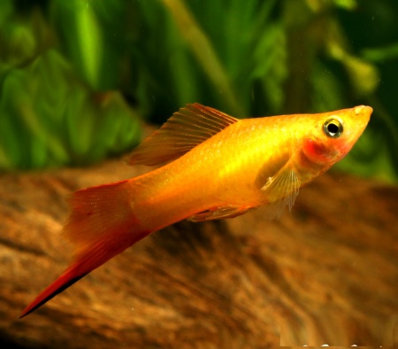 Меченосец Золотая комета (Xiphophorus helleri Golden)
