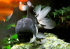 Оранда панда (Goldfish Oranda panda)
