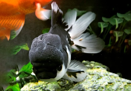 Оранда панда (Goldfish Oranda panda)