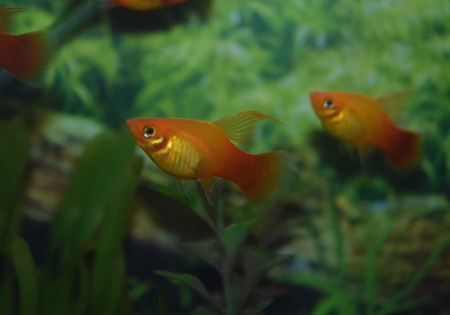 Пецилия золотой попугай  (Xiphophorus maculatus sunset sailfin)