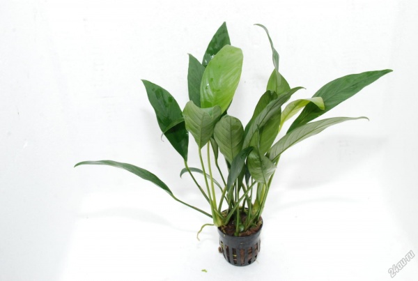 Анубиас Бартера (Anubias barteri) узколистный