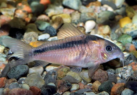 Коридорас зигатус ( Corydoras zygatus) сом