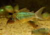 Коридорас Изумрудный Брохис (Corydoras splendens) сом 2-2,5 см 