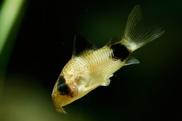 Коридорас Панда (Corydoras panda)  сом  2,2-2,5 см 