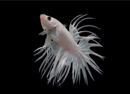 Петушок Коронохвостый белый самец (betta-crown-tail-white)