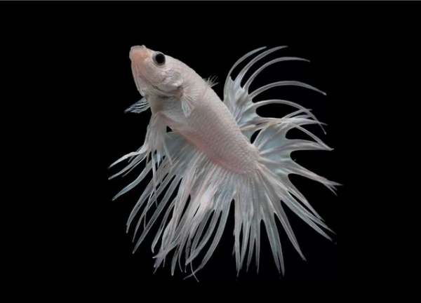 Петушок Коронохвостый белый самец (betta-crown-tail-white)
