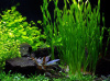 Валлиснерия спиральная (Vallisneria spiralis)