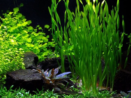 Валлиснерия спиральная (Vallisneria spiralis)