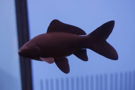 Золотая рыбка Комета черная (Goldfish comet black)
