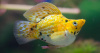 Моллинезия золотой баллон (Poecilia sphenops Golld Molly balloon)