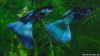 Гуппи синий московский (Guppy Moscow Blue)