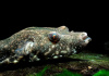 Тетрадон Свинорылый (Tetraodon suvattii)