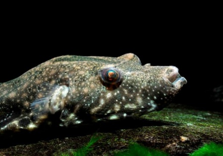 Тетрадон Свинорылый (Tetraodon suvattii)