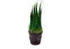 Элеохарис парвула (Eleocharis parvula)