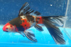 Золотая рыбка Комета ситцевая (Goldfish comet calico)