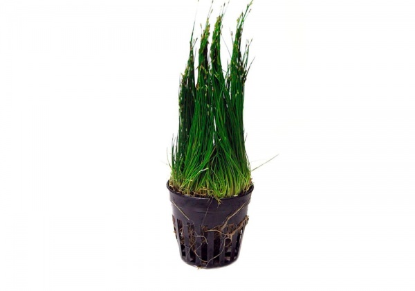 Элеохарис парвула (Eleocharis parvula)