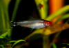 Родостомус, Тетра красноносая  (Hemigrammus rhodostomus, Hemmigrammus bleheri)