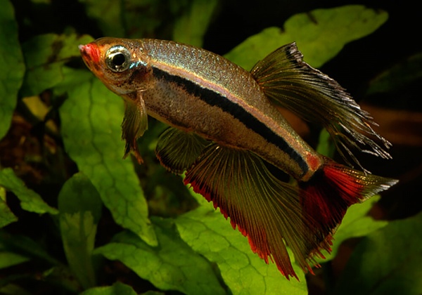 Кардинал (Tanichthys albonubes) 2 см