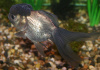 Оранда голубая (Goldfish Oranda blue)