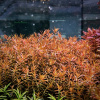 Аммания Изящная меристемная (Ammannia gracilis)