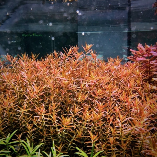 Аммания Изящная меристемная (Ammannia gracilis)