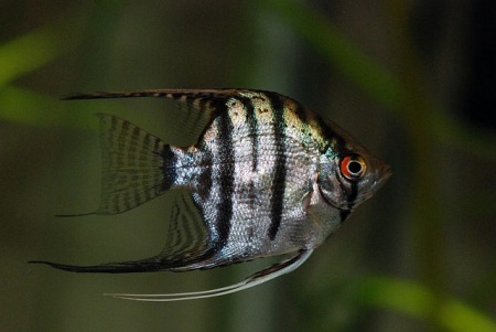Скалярия зебра классическая (Pterophyllum Zebra)