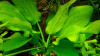 Echinodorus Aspersus-Эхинодорус Асперсус Е068
