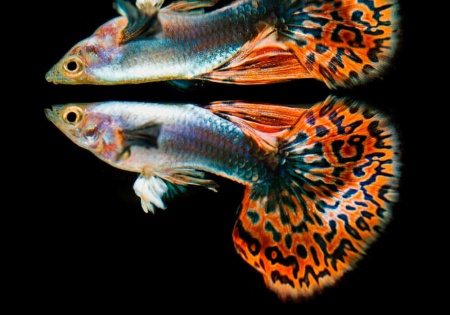 Гуппи красная мозаика (Poecilia reticulata red mosaic)