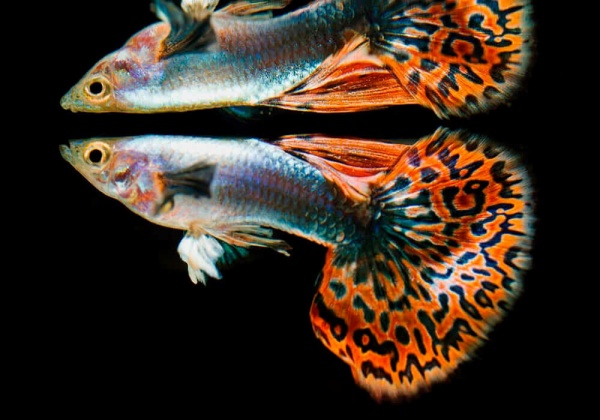 Гуппи красная мозаика (Poecilia reticulata red mosaic)