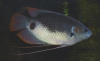 Гурами Гигантский Краснохвостый (Osphronemus laticlavius)