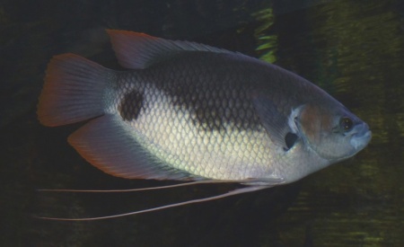 Гурами Гигантский Краснохвостый (Osphronemus laticlavius)