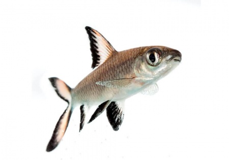 Акулий Балу (Balantiocheilus melanopterus)