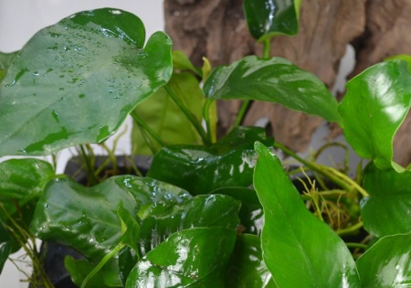 Анубиас Бартери (Anubias barteri var. Barteri)