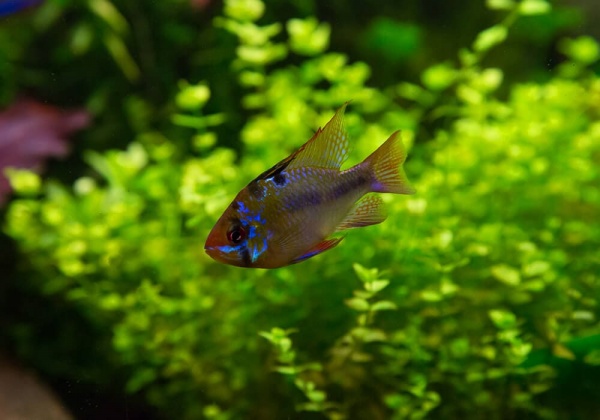 Цихлида Апистограмма Рамирези (apistogramma ramirezi) 3 см