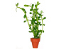 Бакопа каролинская (Bacopa caroliniana)