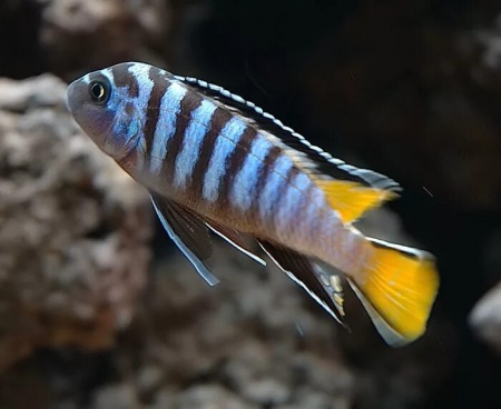 Цихлида Элонгатус псевдотрофеус Мпанга (pseudotropheus elongatus mpanga)