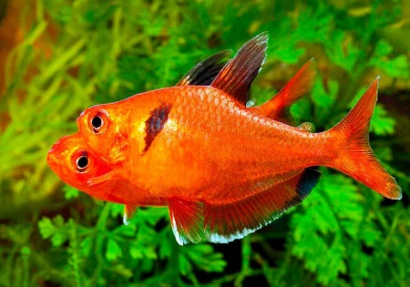 Тетра Серпас  Минор (Hyphessobrycon Callistus)