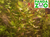 Bacopa caroliniana- Бакопа каролиниана L022