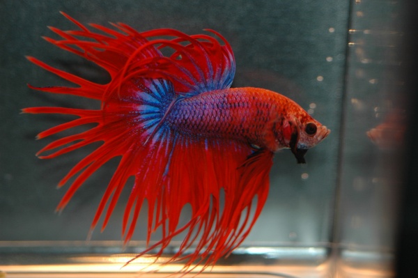 Петушок Коронохвостый сине-красный самец (Betta Fish Male Blue-red krown-tail)