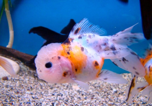 Оранда ситцевая  (Goldfish Oranda calico)