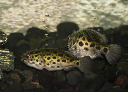 Тетрадон зеленый (Tetraodon fluviatilis)